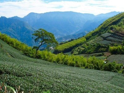 yutang-tea-story-lotus-valley